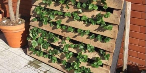 Kako napraviti vertikalnu baštu